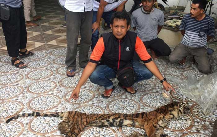 Polda Riau ungkap kasus perdagangan kulit dan organ Harimau Sumatera