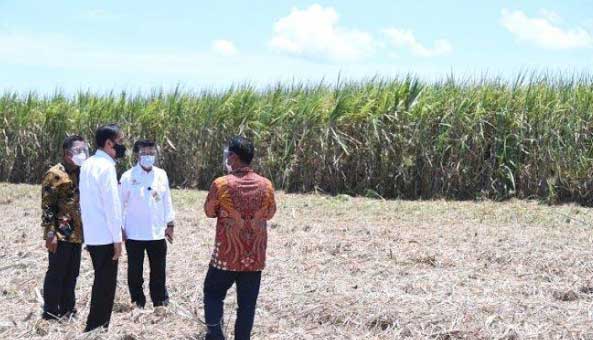 Jokowi ke kebun tebu