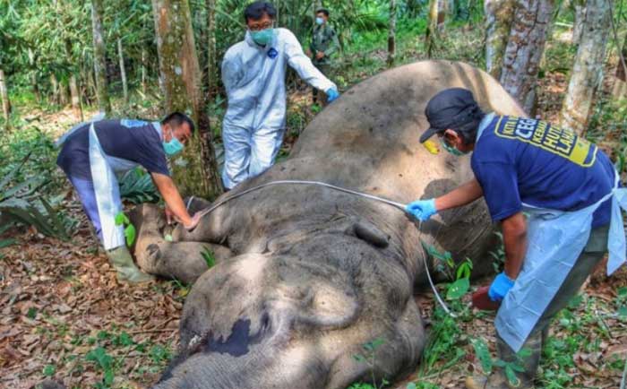 Sempat Diobati karena Infeksi, Gajah di Pelalawan Riau Akhirnya Mati Setelah Dilepasliarkan